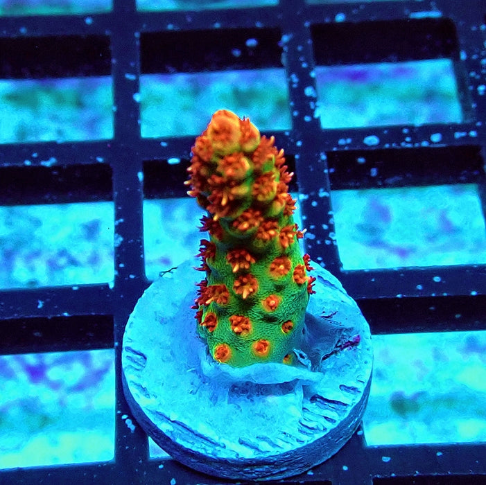 REx Red-Orange Firework Acro