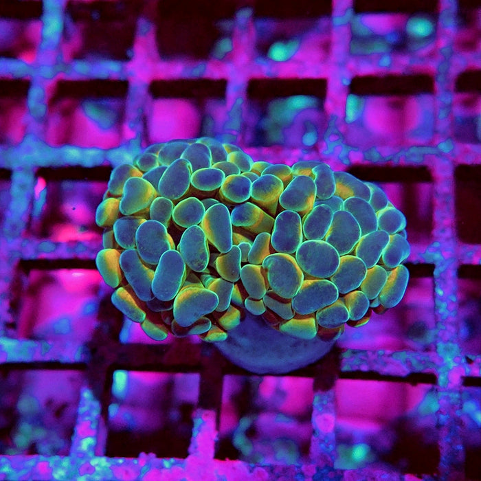 Euphyllia Hologram Reddish Branch Hammer