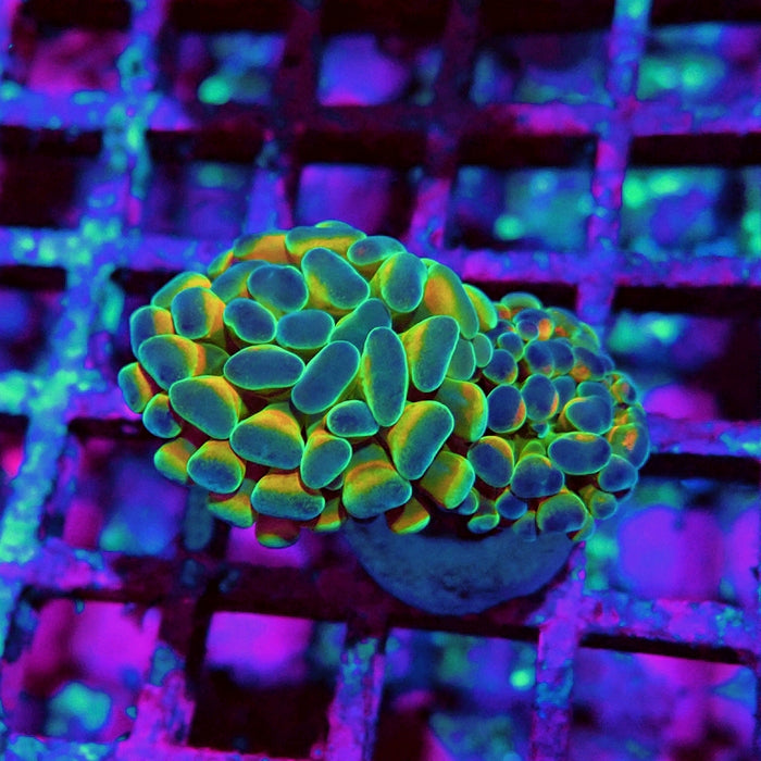 Euphyllia Hologram Reddish Branch Hammer