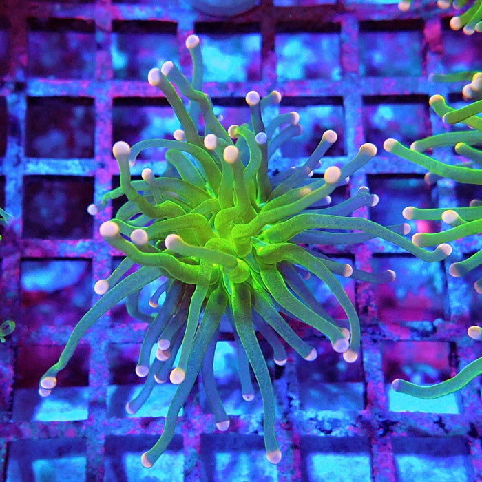 Euphyllia Cotton Candy Torch Premium