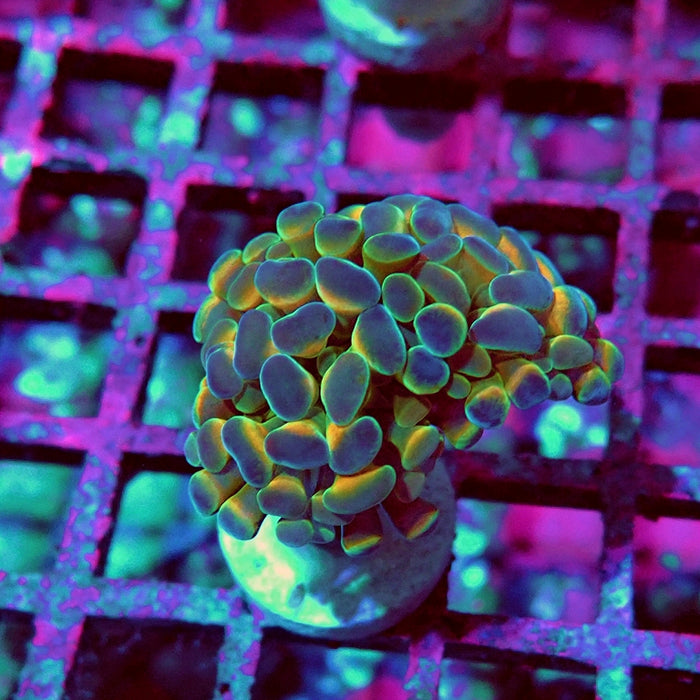Euphyllia Hologram Reddish Branch Hammer