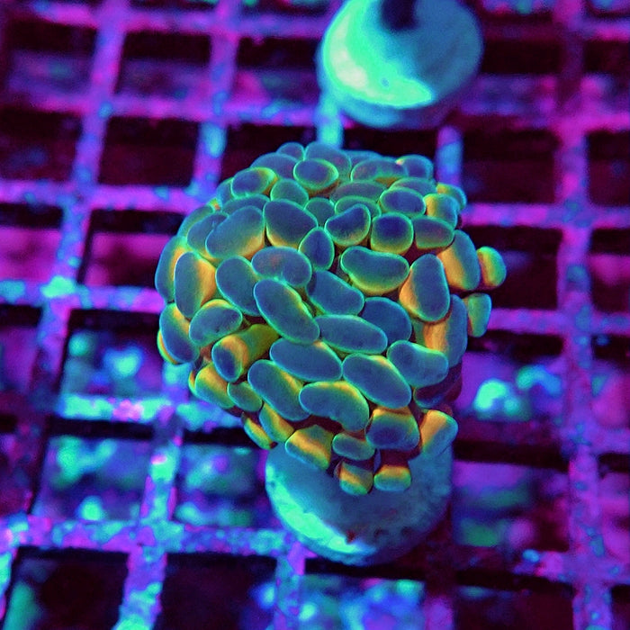 Euphyllia Hologram Reddish Branch Hammer