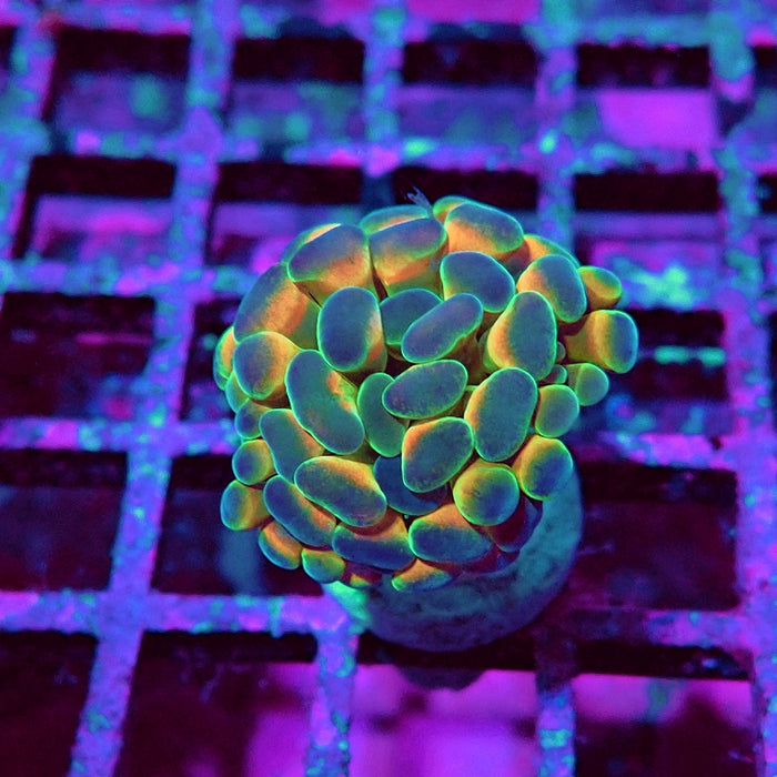 Euphyllia Hologram Reddish Branch Hammer