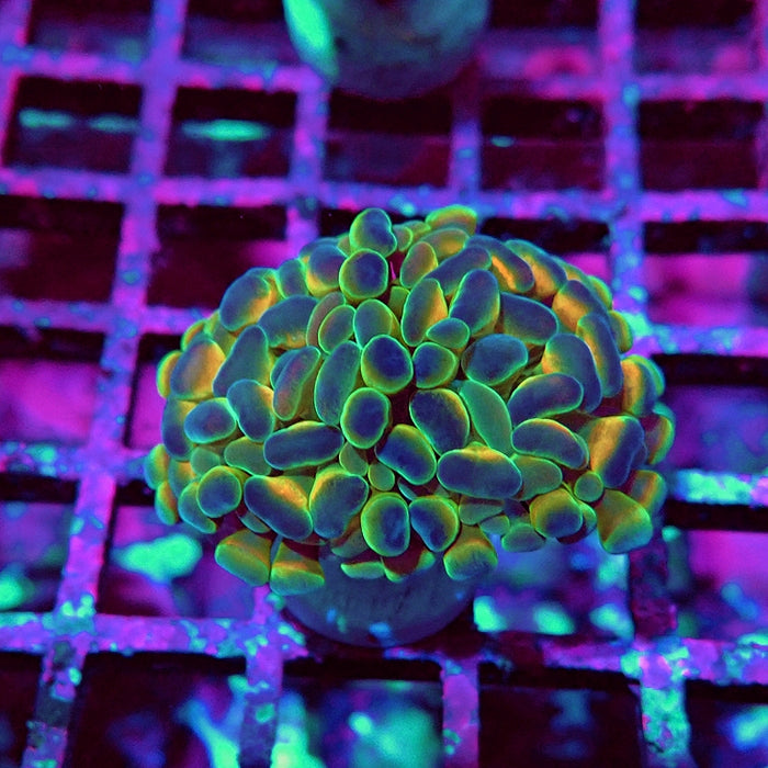 Euphyllia Hologram Reddish Branch Hammer