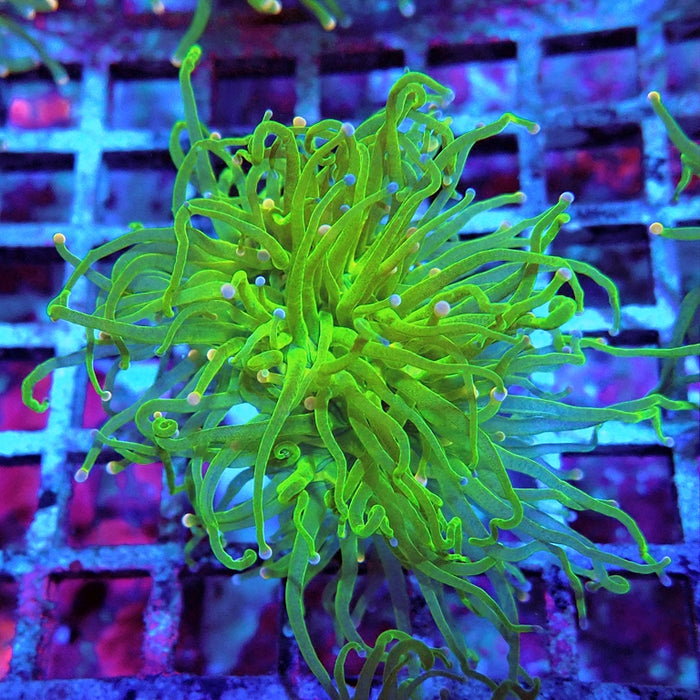 Euphyllia Cotton Candy Torch
