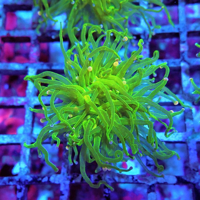 Euphyllia Cotton Candy Torch