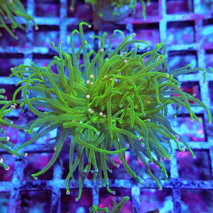 Euphyllia Cotton Candy Torch