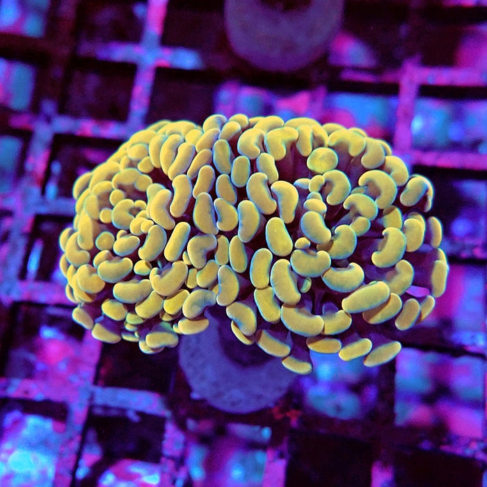 Euphyllia Yellow Branch Hammer