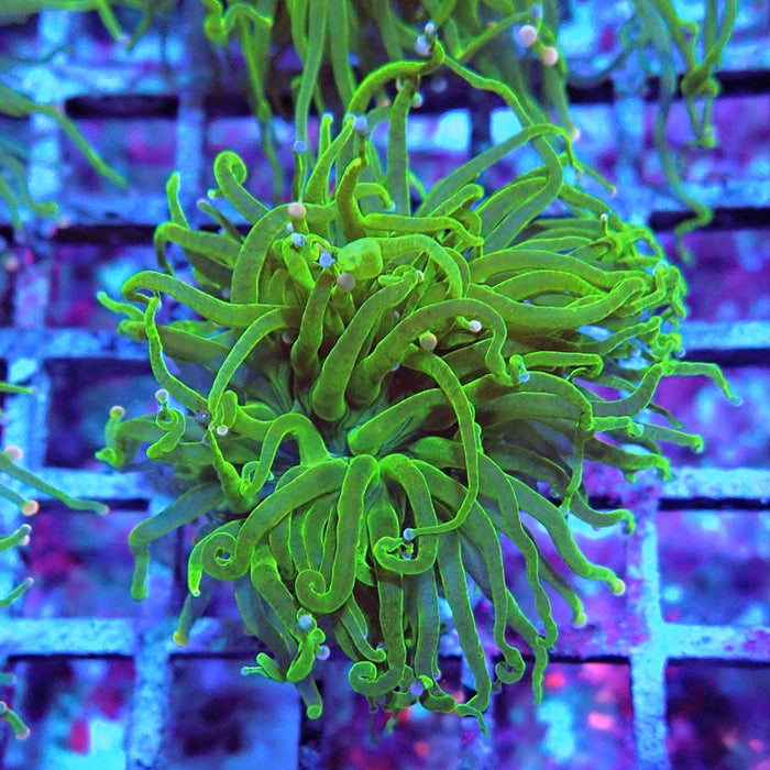 Euphyllia Cotton Candy Torch