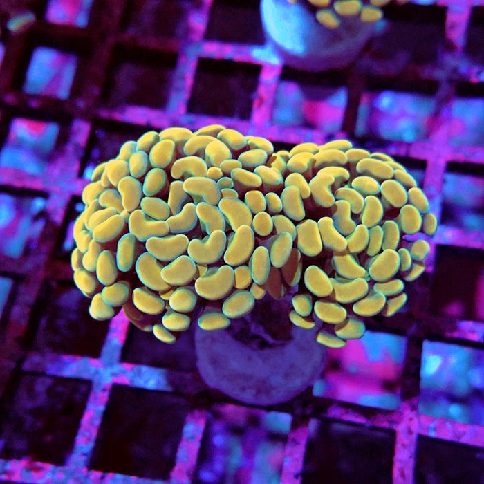 Euphyllia Yellow Branch Hammer