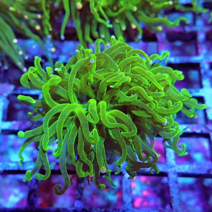 Euphyllia Cotton Candy Torch