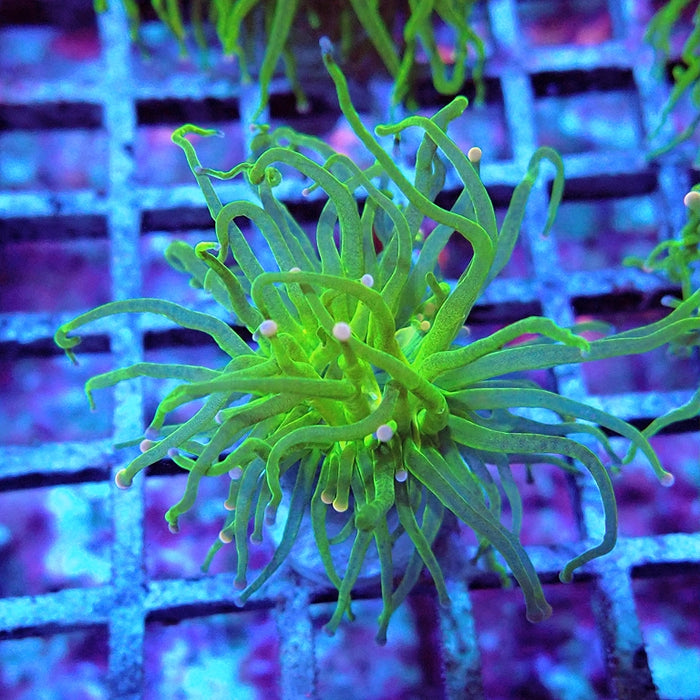 Euphyllia Cotton Candy Torch