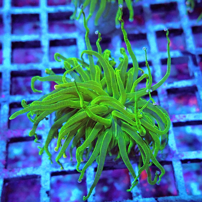 Euphyllia Cotton Candy Torch