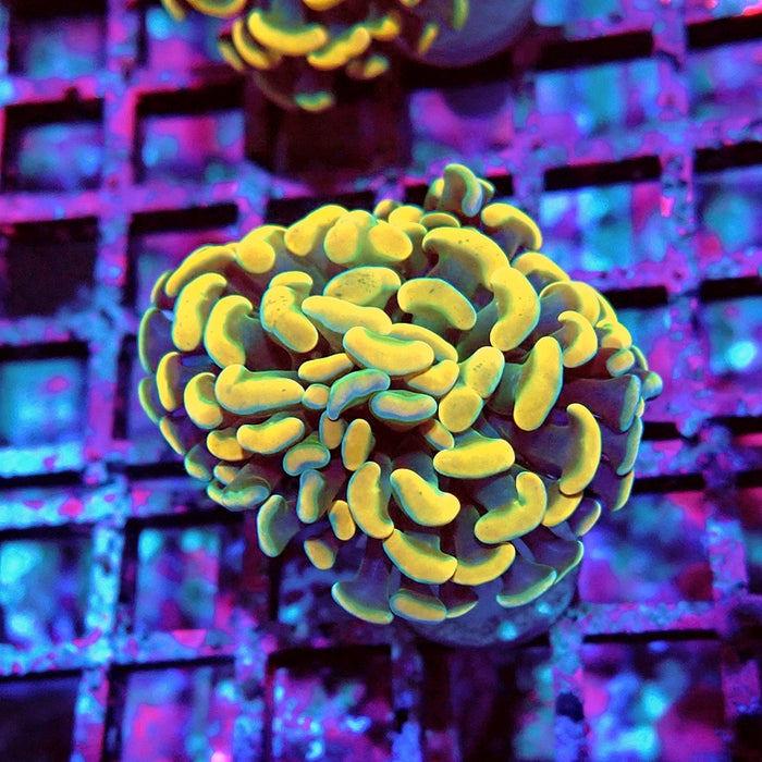 Euphyllia Orange Branch Hammer