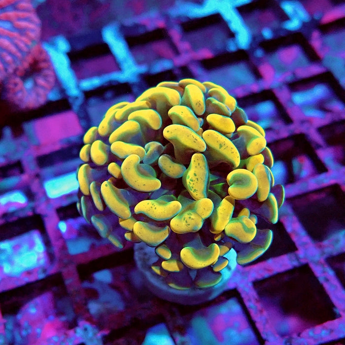 Euphyllia Orange Branch Hammer
