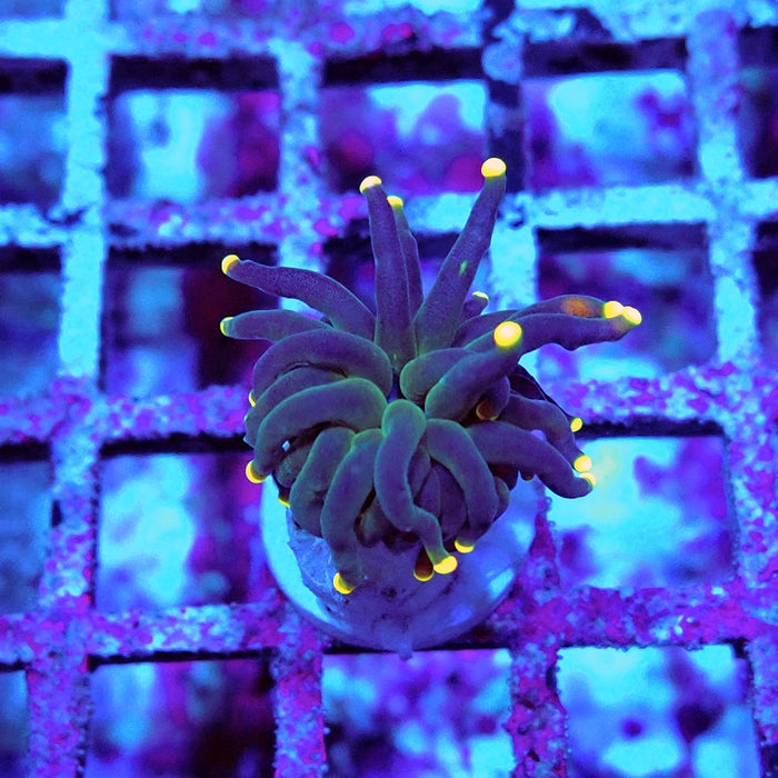 Euphyllia Dark Yellow Tips Torch
