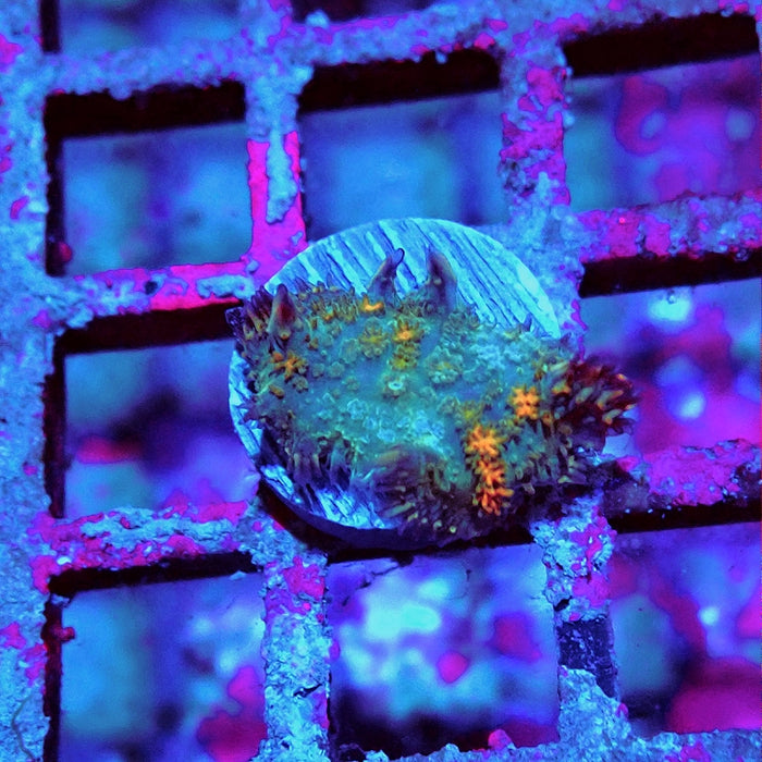 Rodactis Fuzzy Rainbow Ultra