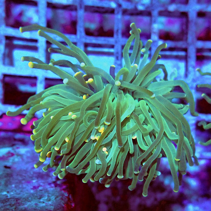 Euphyllia Green Yellow Dots Torch