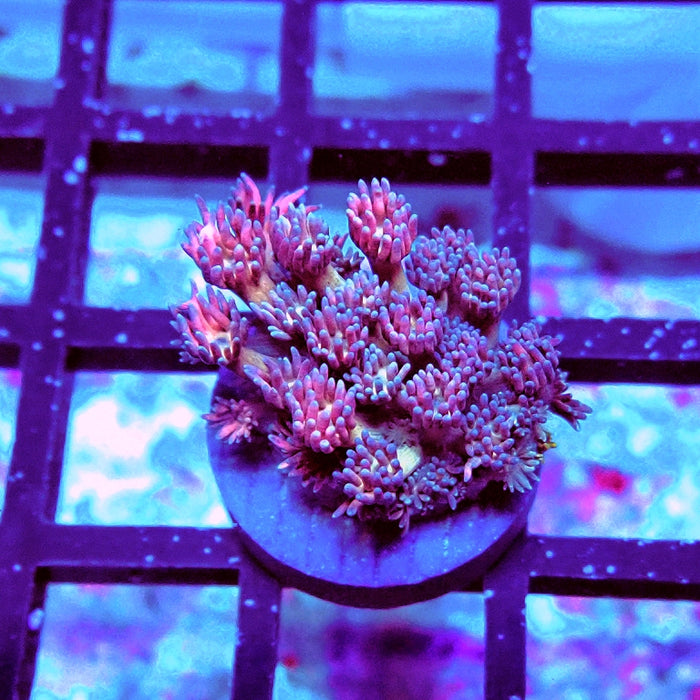 Goniopora Pink