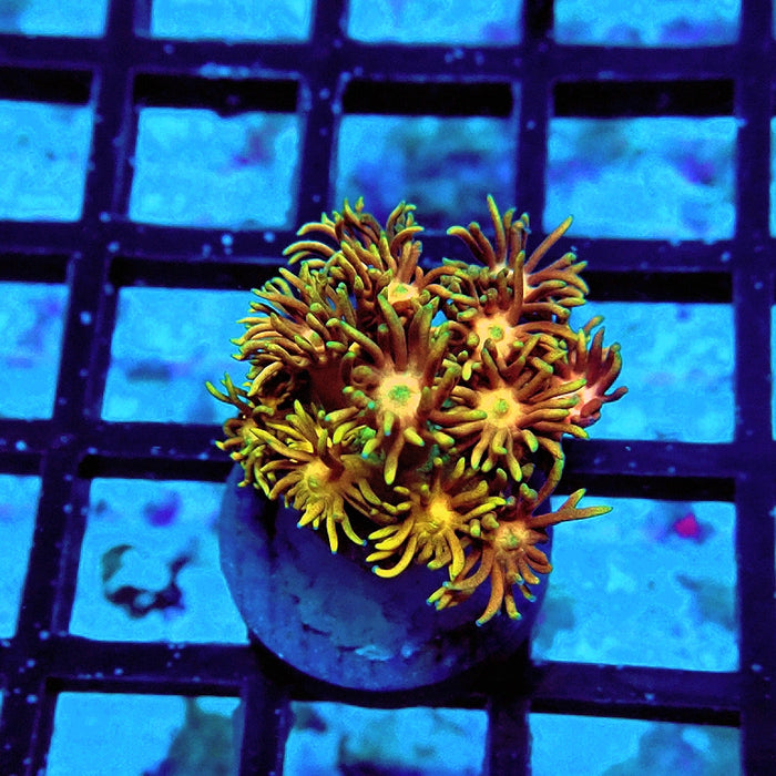 Goniopora Tricolor