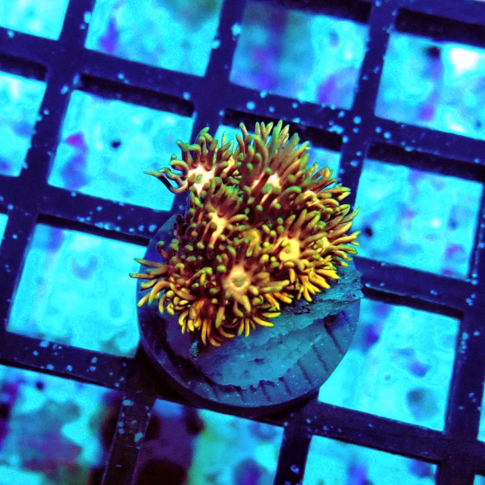 Goniopora Tricolor