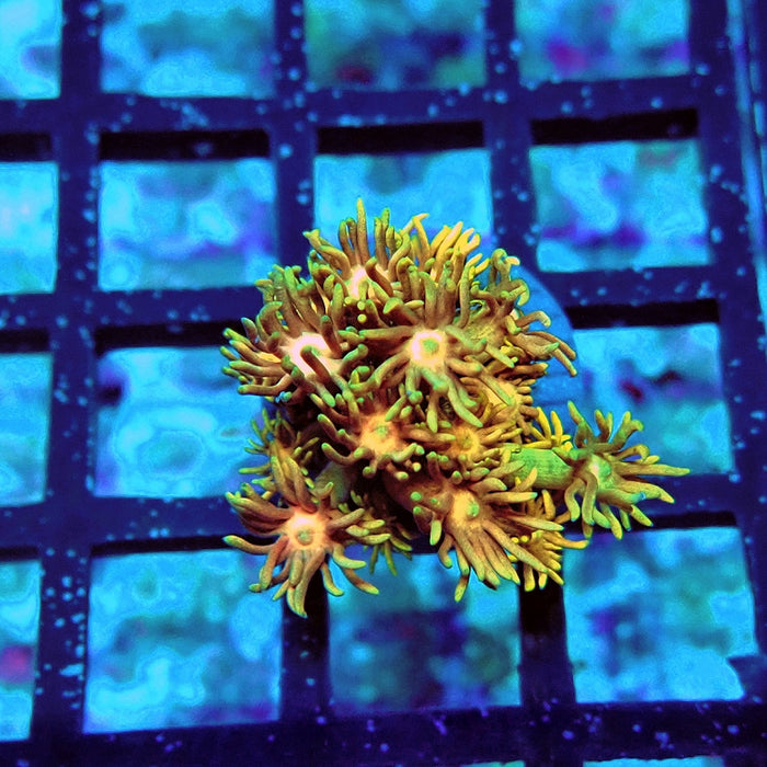 Goniopora Tricolor