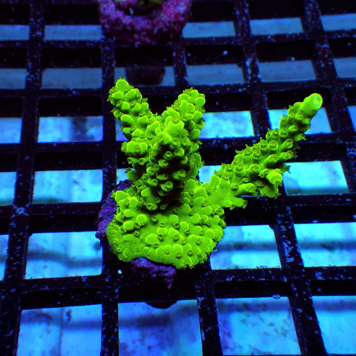 32 Acro Frag