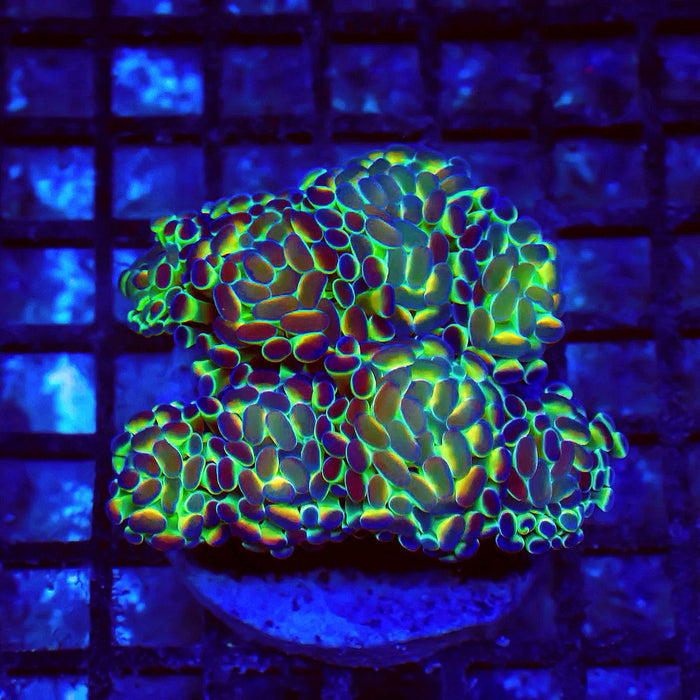 Euphyllia Hologram Branch Hammer Colony