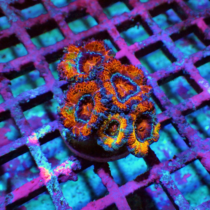 Acan Frag