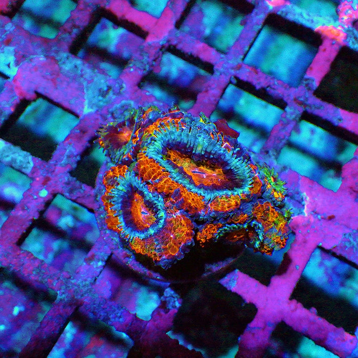 Acan Frag