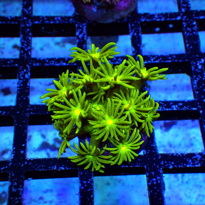 Goniopora Ultra