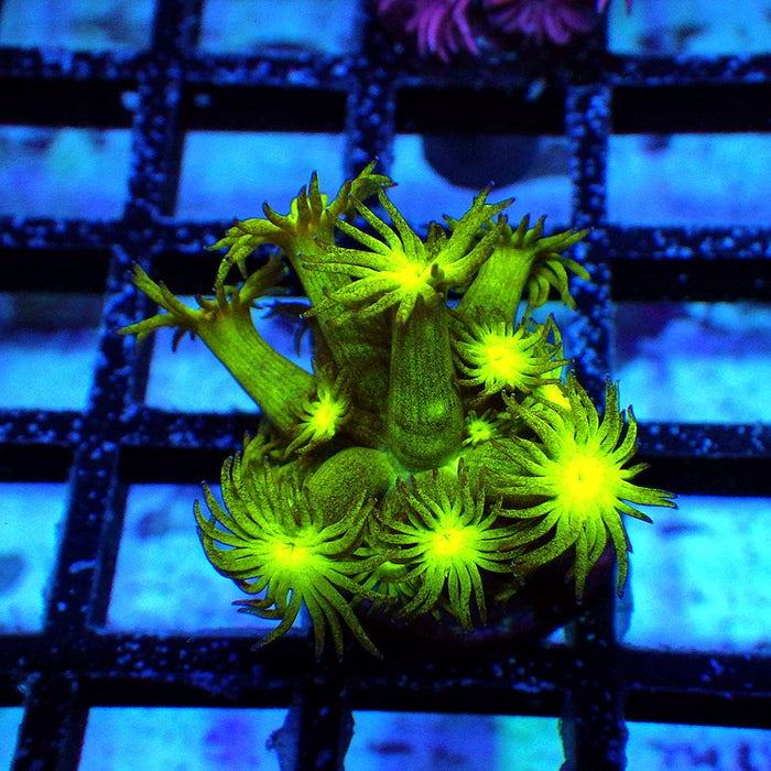 Goniopora Ultra