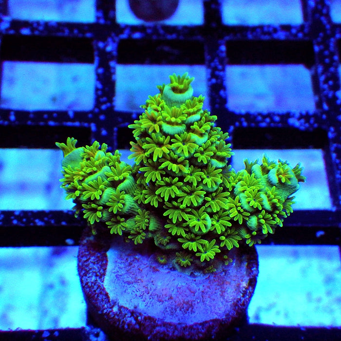 REx Green-Blue Tenuis