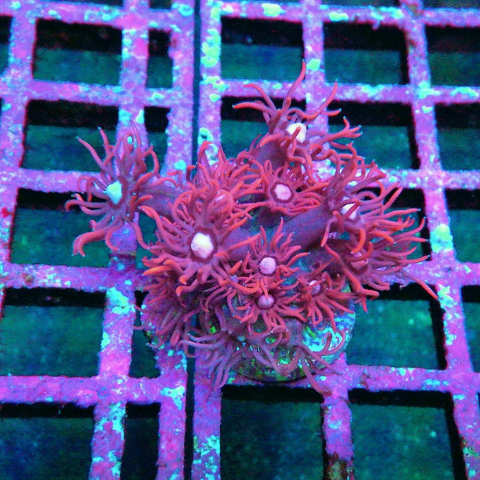 Goniopora Super Ultra