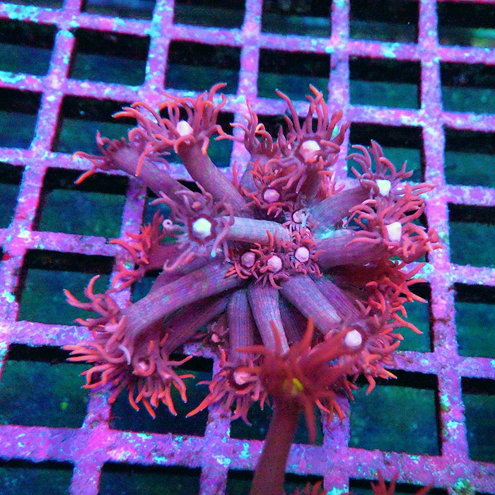 Goniopora Super Ultra