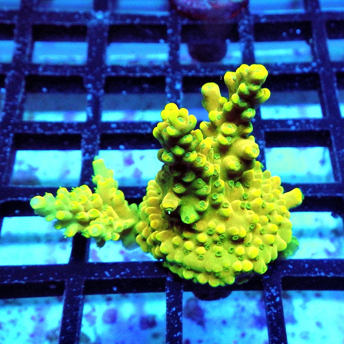 Acro Frag Aquaculture