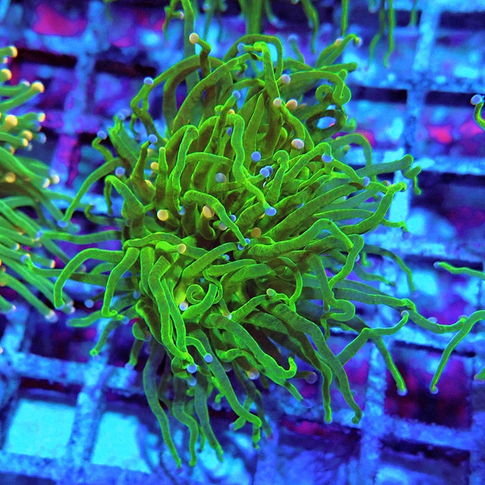 Euphyllia Cotton Candy Torch