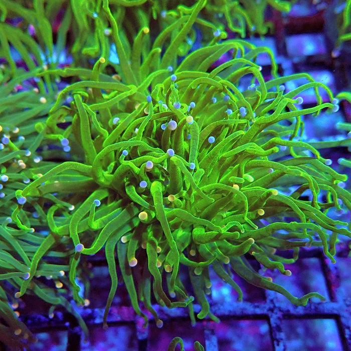 Euphyllia Cotton Candy Torch