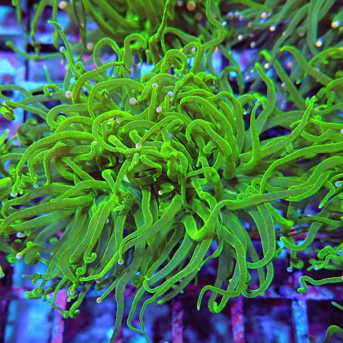 Euphyllia Cotton Candy Torch