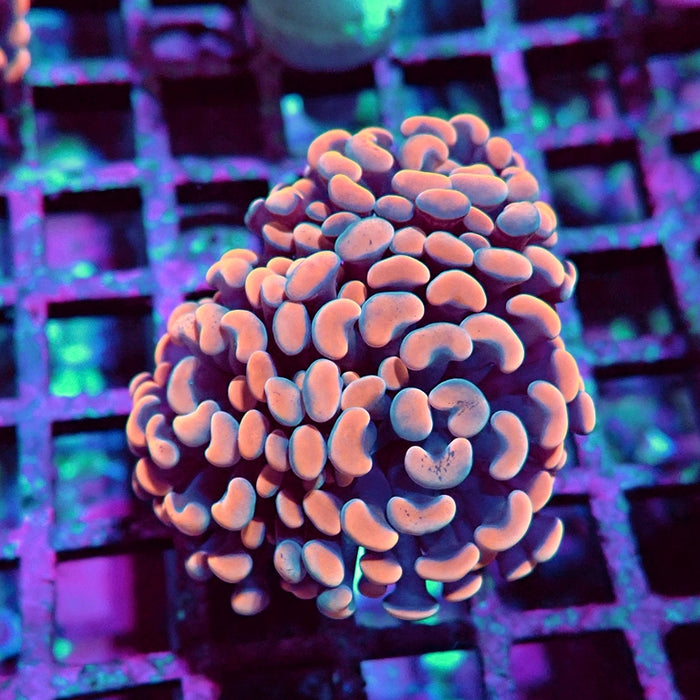 Euphyllia Pink Branch Hammer Premium