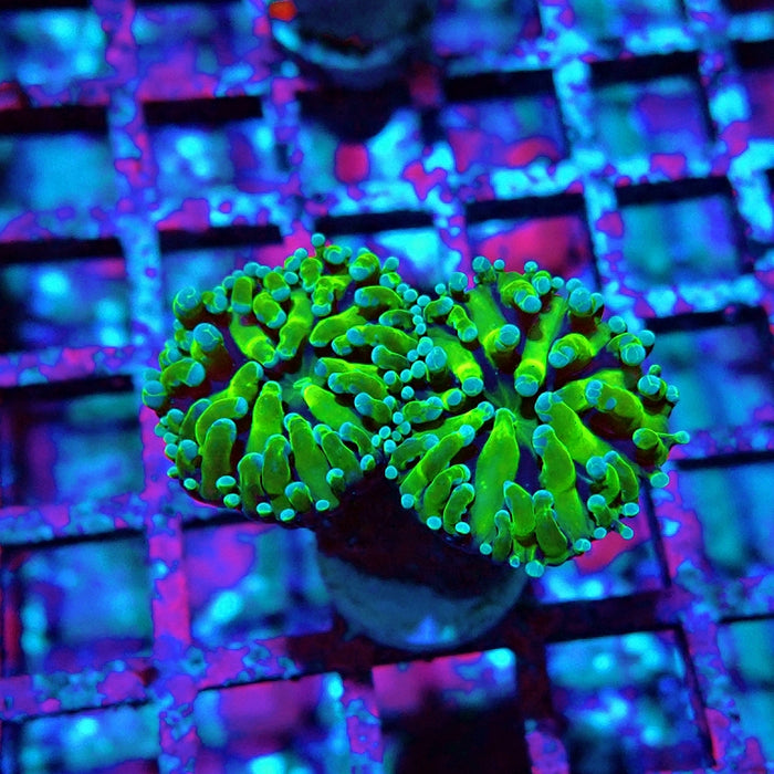 Euphyllia RAR Green Short Polyp