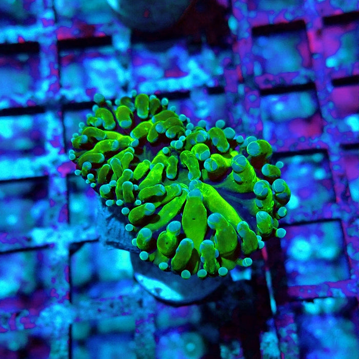 Euphyllia RAR Green Short Polyp