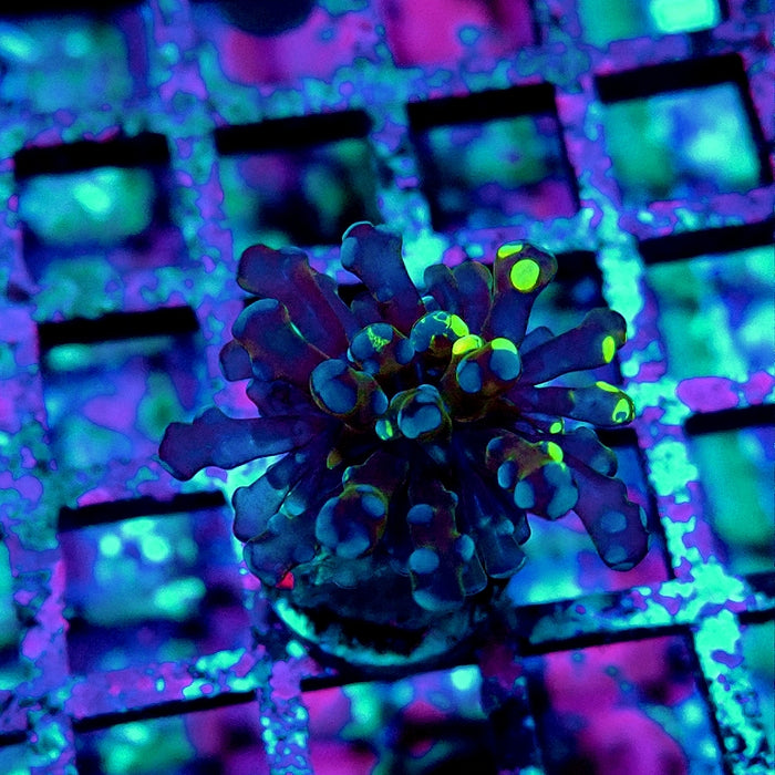 Euphyllia Dark Two-Color Branch Frogspawn