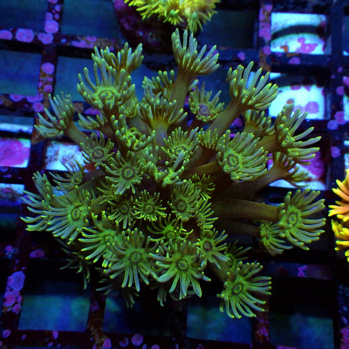 Goniopora 0004