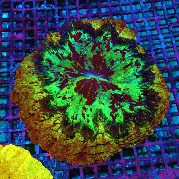 Acanthophyllia Super Ultra