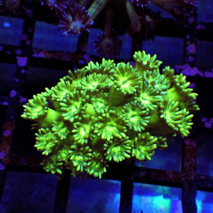 Goniopora Ultra 0116