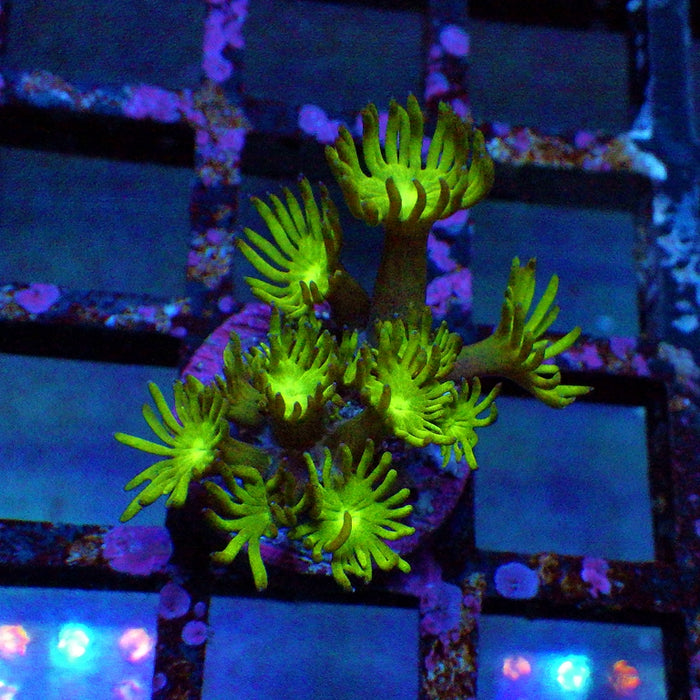 Goniopora Ultra 0104