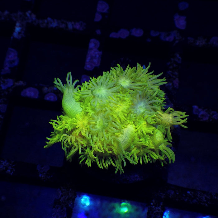 Goniopora Ultra 0106