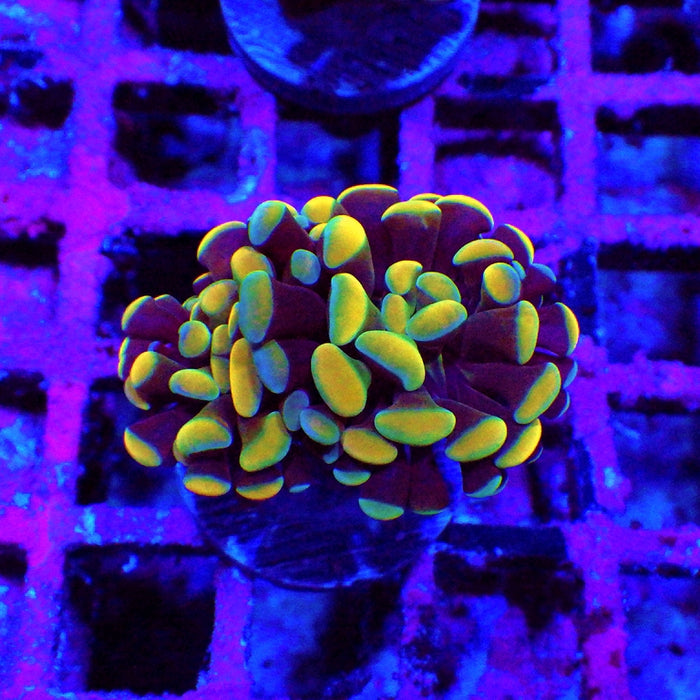 Euphyllia Gold Rainbow Branched Hammer