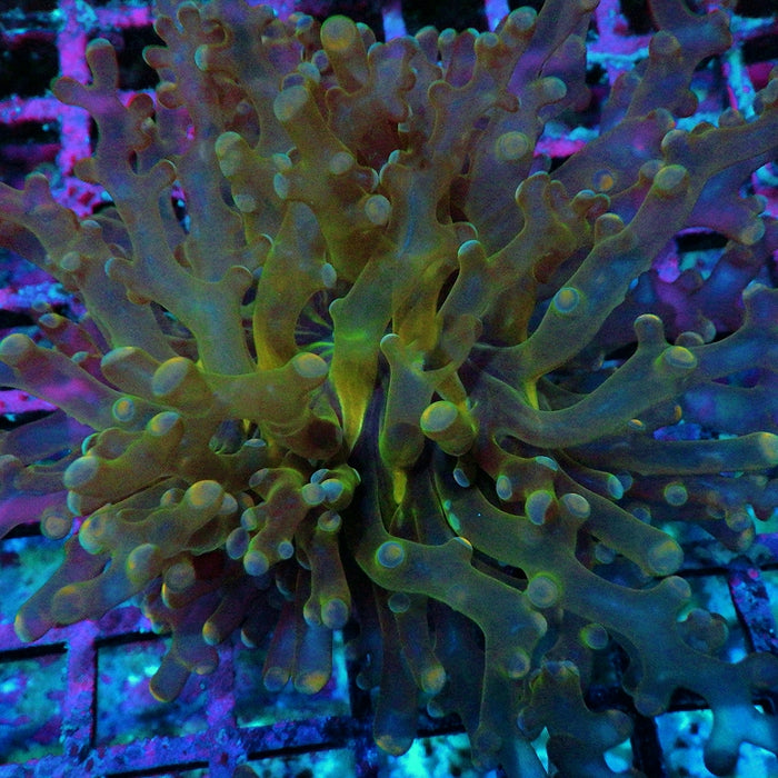 Euphyllia Frogspawn